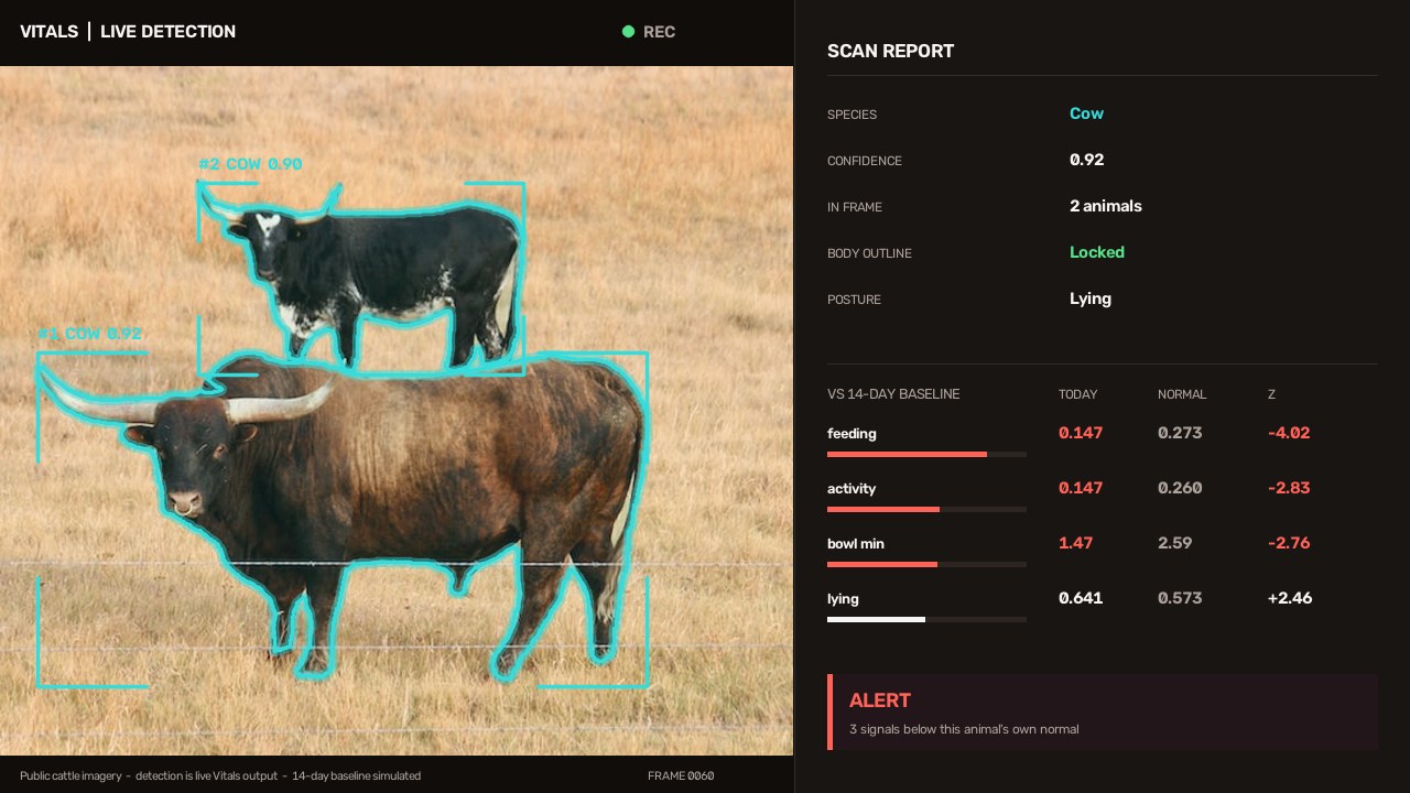 Vitals live detection view: two cattle outlined in cyan with track IDs, next to a scan report comparing feeding, activity and lying time against a 14-day baseline.